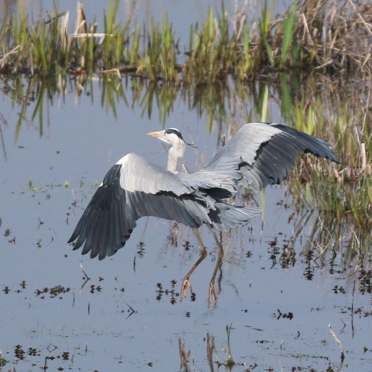 Heron on tiptoe