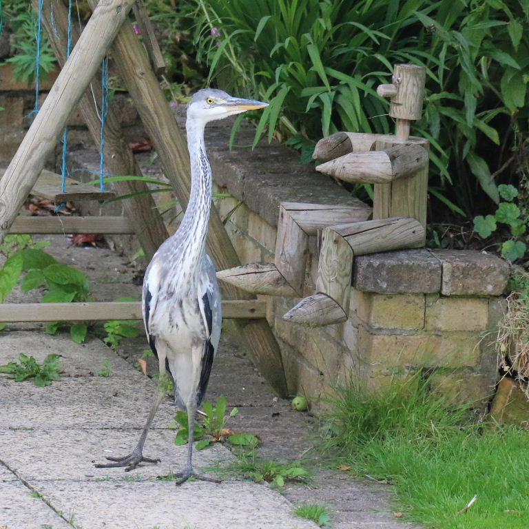 Heron with wooden figure