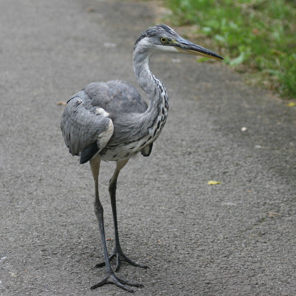 Grey Heron