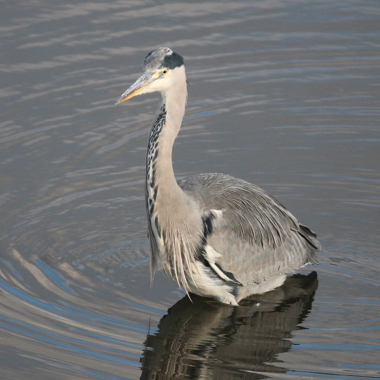 Grey Heron