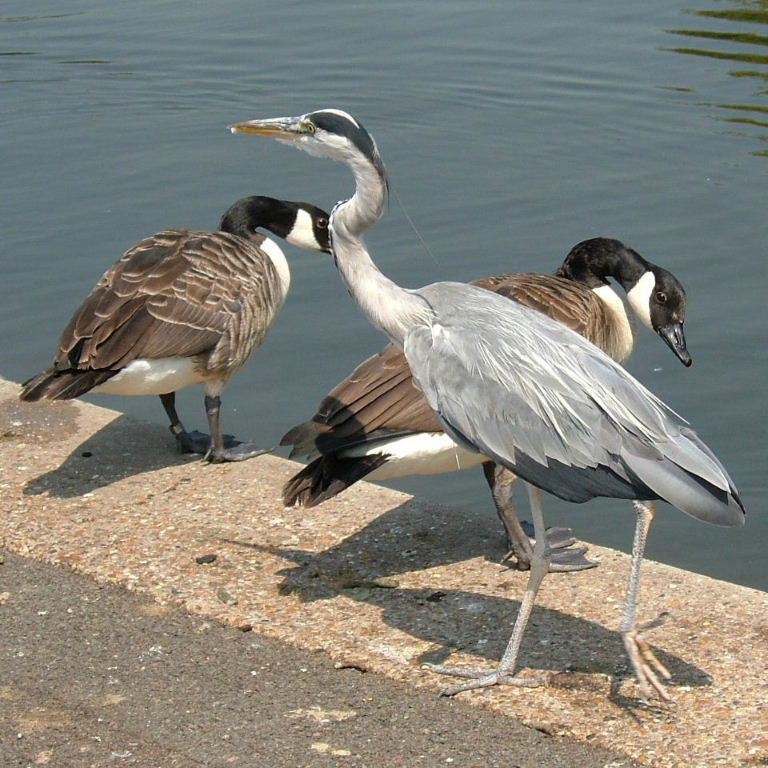 Grey Heron