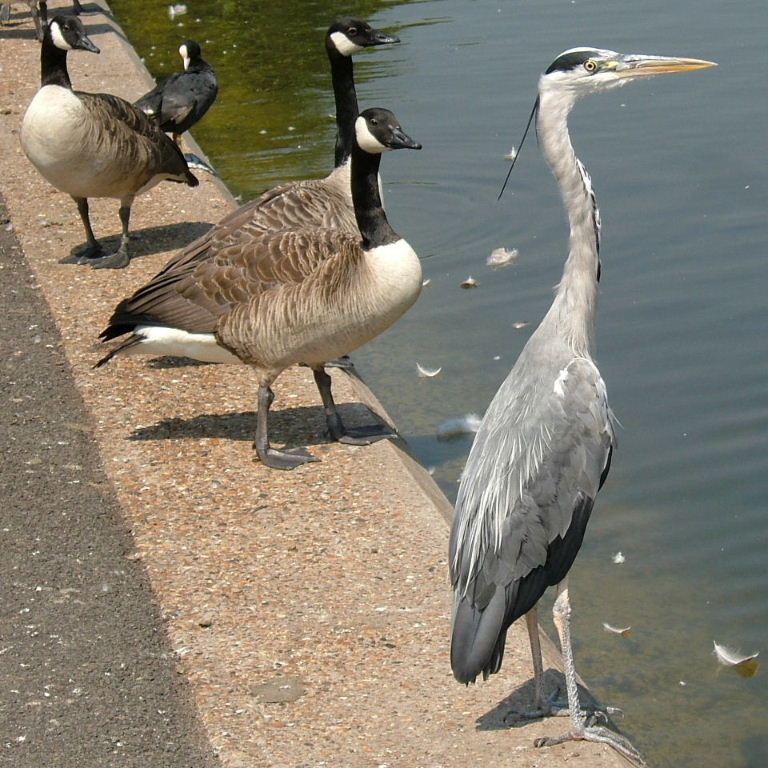 Grey Heron with Canada geese