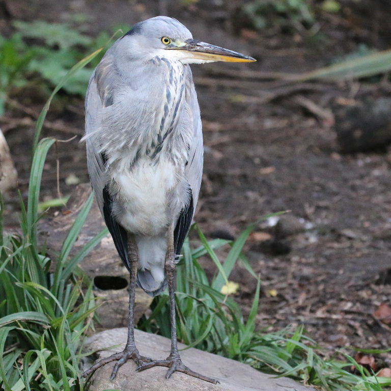 Grey Heron juvenile