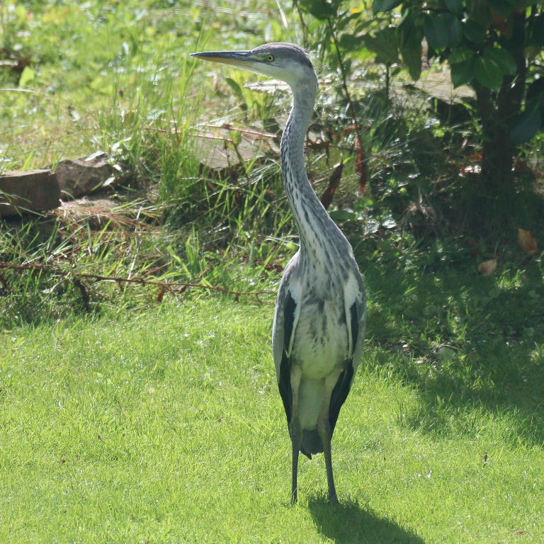 Grey Heron juvenile