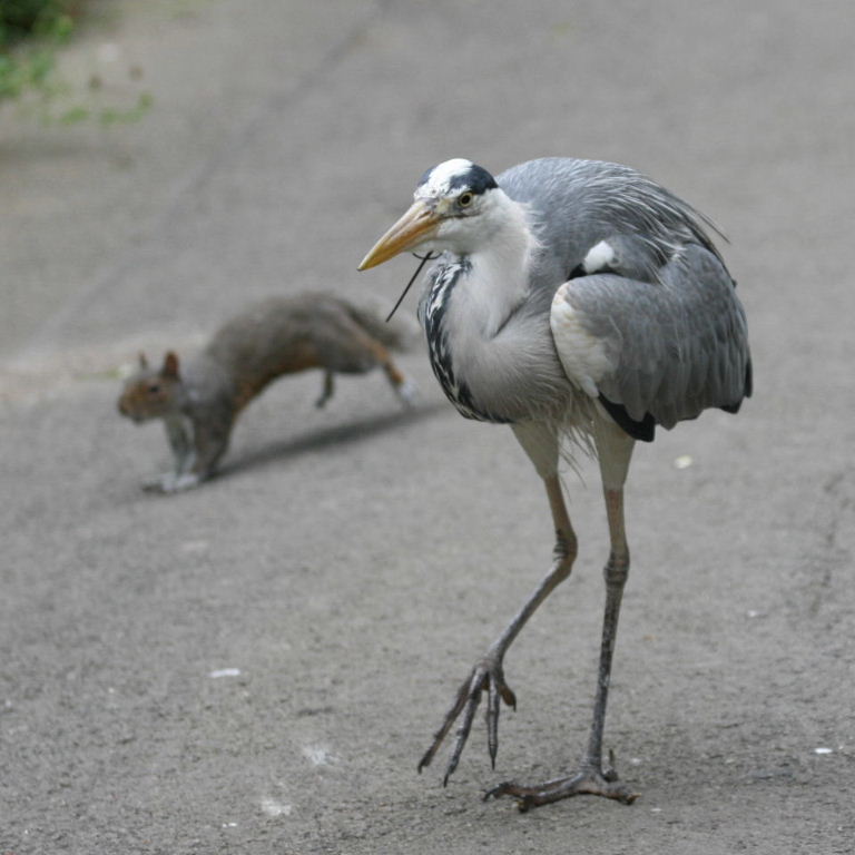 Grey Heron with squirrel
