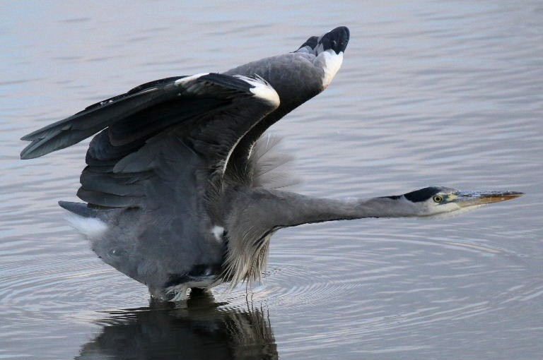 Grey Heron with neck stretched out
