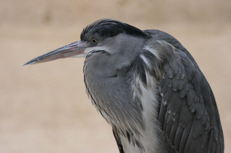 Grey Heron with pink lower bill