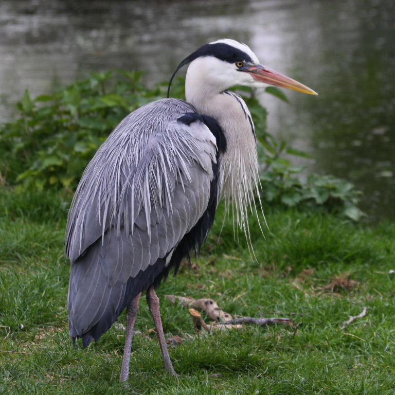 Grey Heron with pink bill