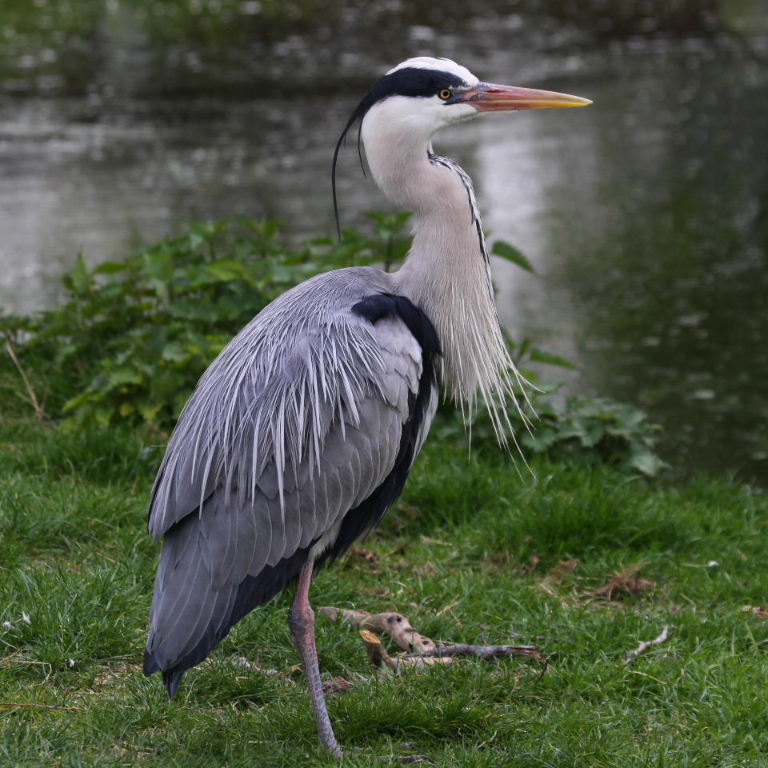 Grey Heron with pink bill