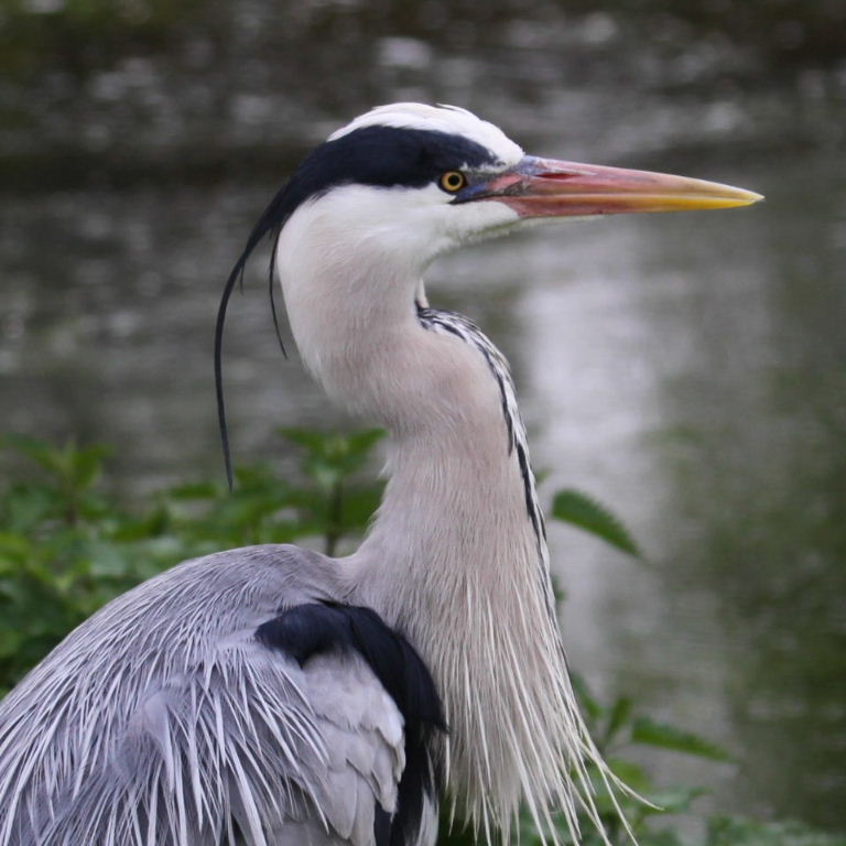 Grey Heron with pink bill