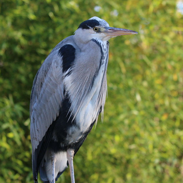 Grey heron