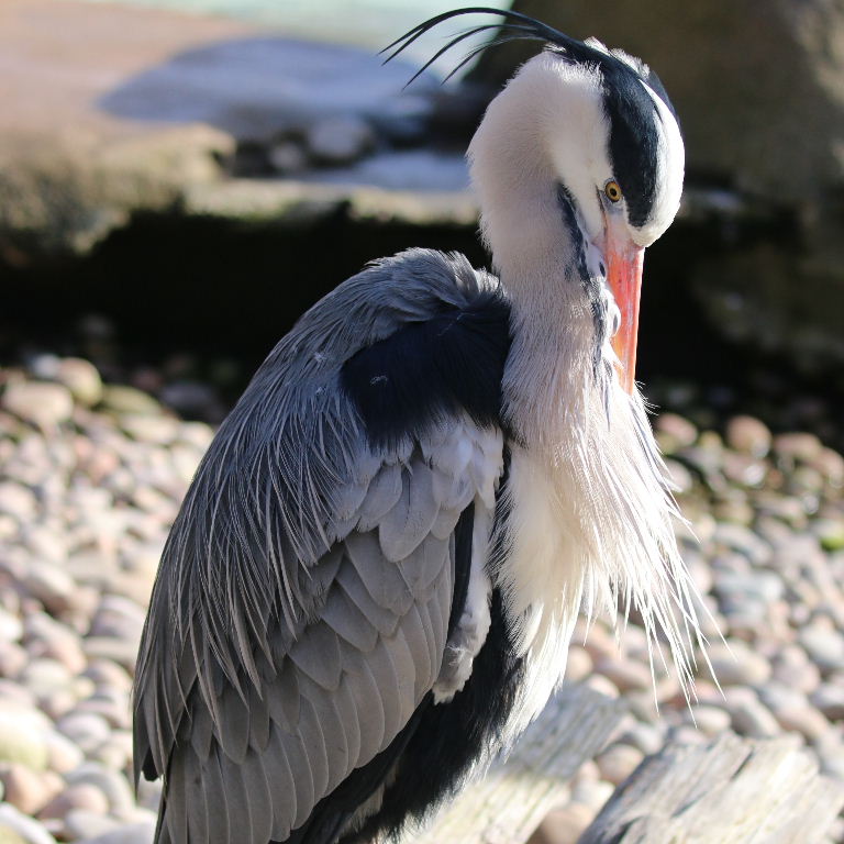 Grey Heron with red bill