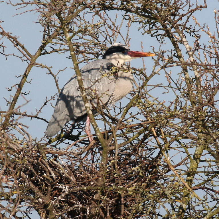Grey Heron on nest with red bill