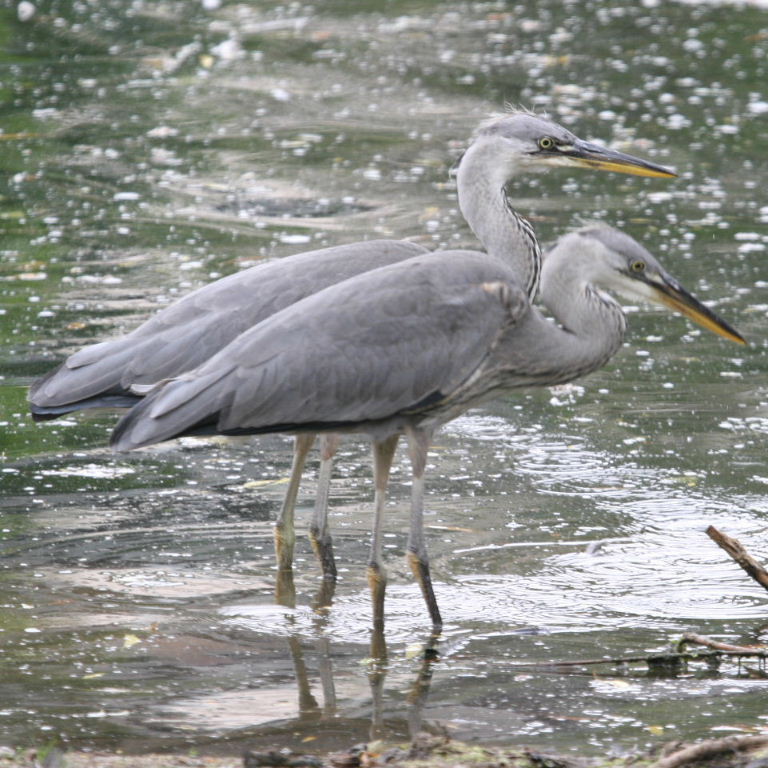 Grey Herons