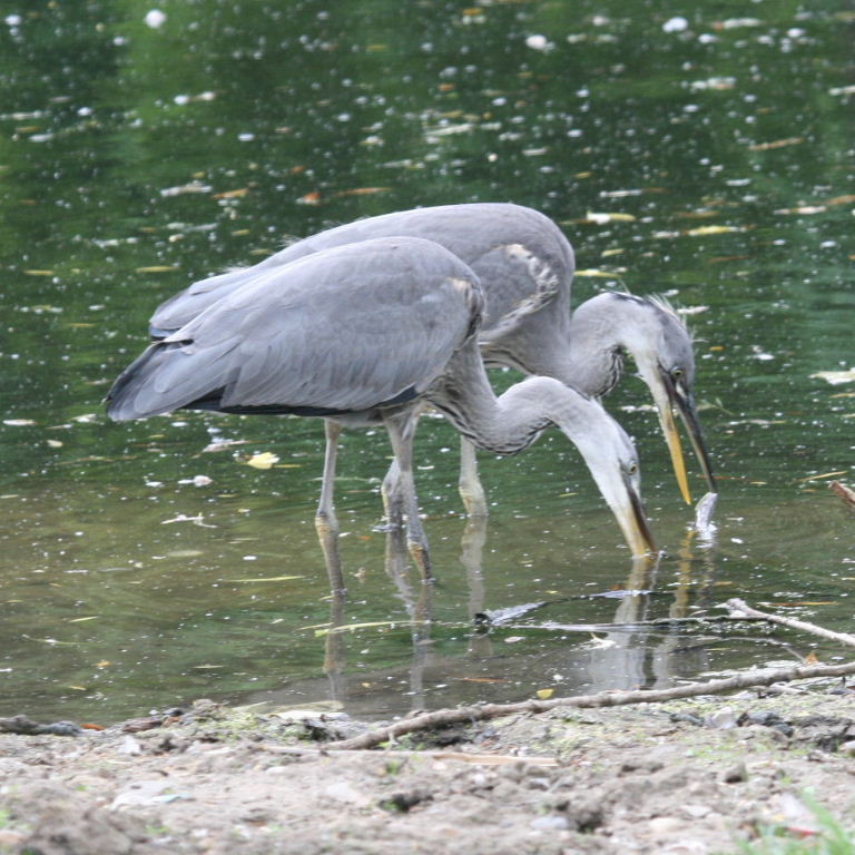 Grey Herons