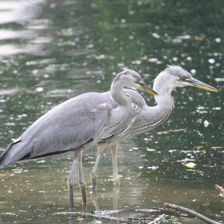 Grey Herons