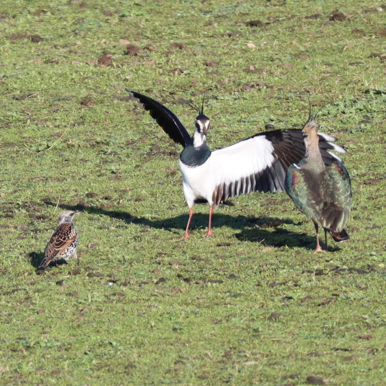 Lapwings dancing