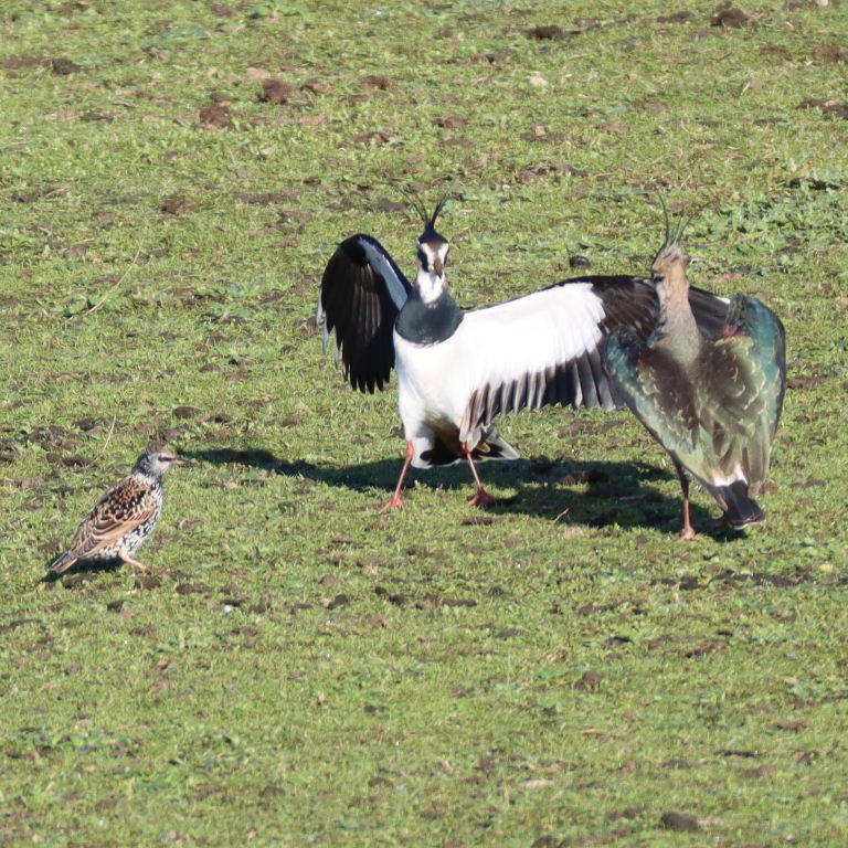 Lapwings dancing