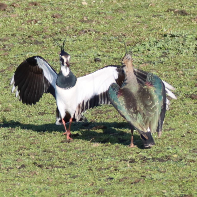 Lapwings dancing