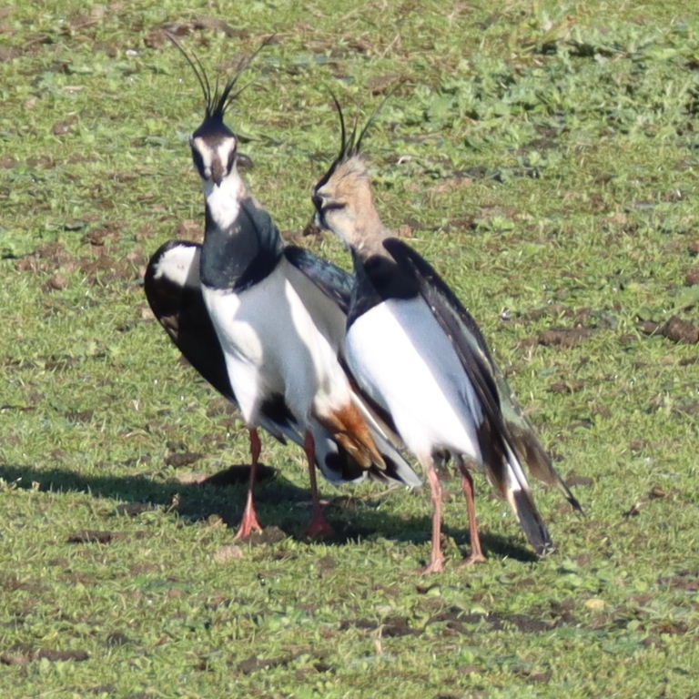 Lapwings dancing