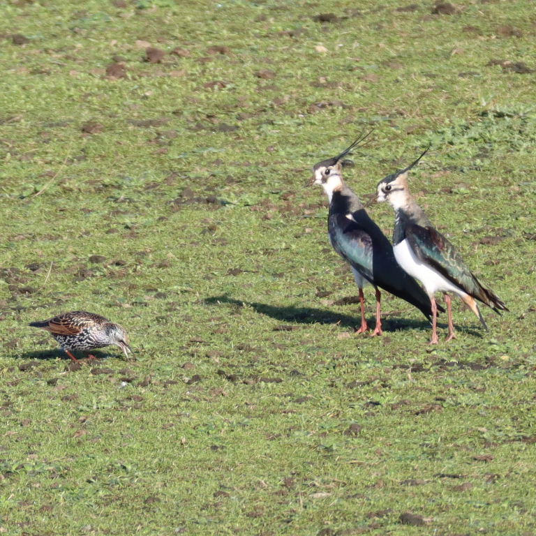Lapwings dancing