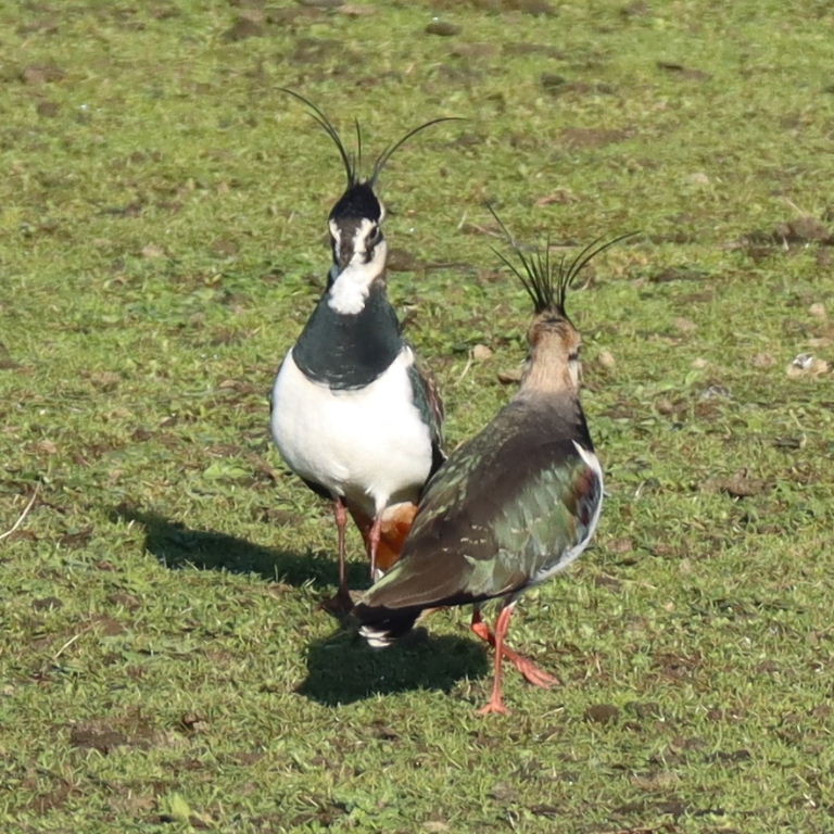 Lapwings dancing