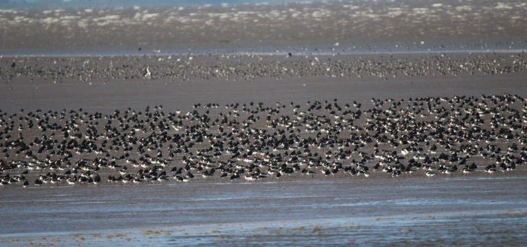 Oystercatchers
