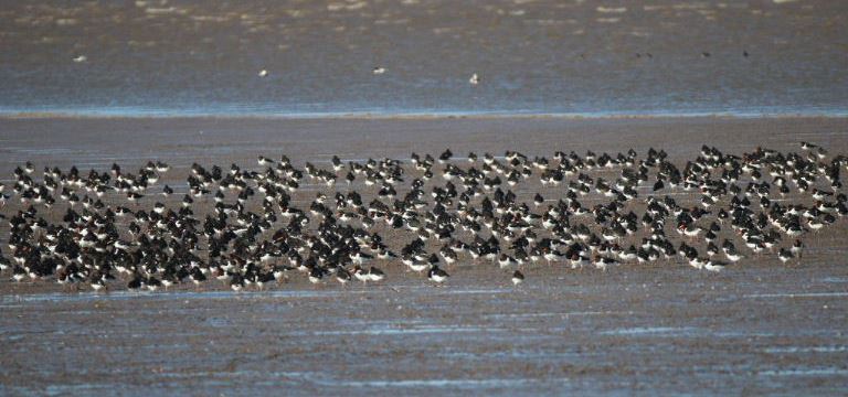 Oystercatcher flock