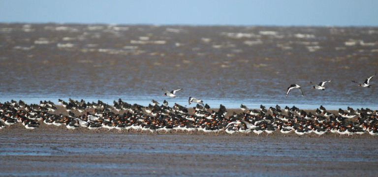 Oystercatchers