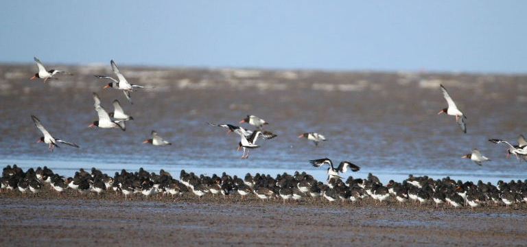 Oystercatcher flock