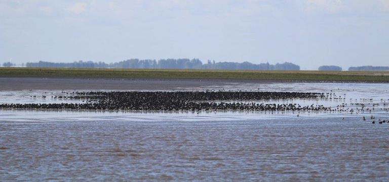 Oystercatcher flock