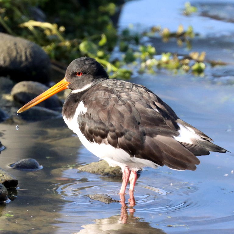 Oystercatcher