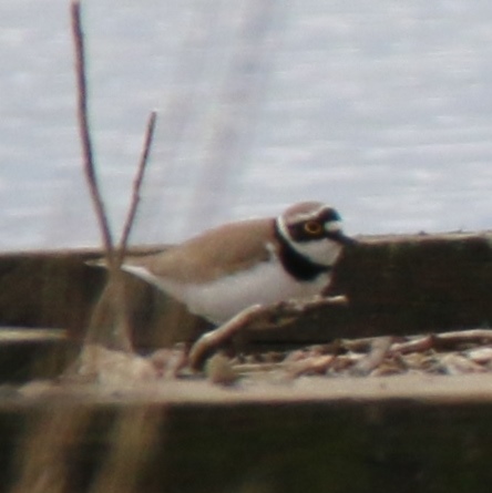 Little Ringed Plover