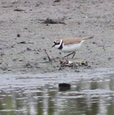 Little Ringed Plover