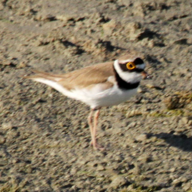 Little Ringed Plover