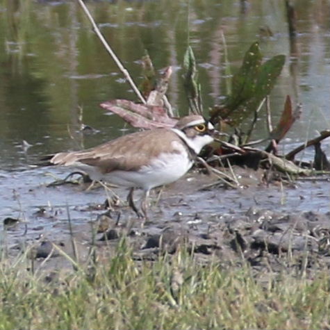 Little Ringed Plover