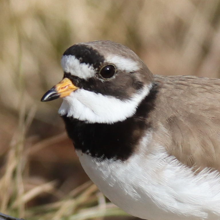 Ringed Plover