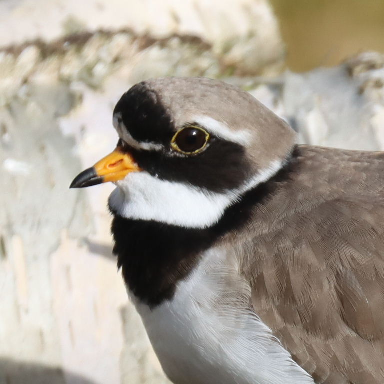 Ringed Plover