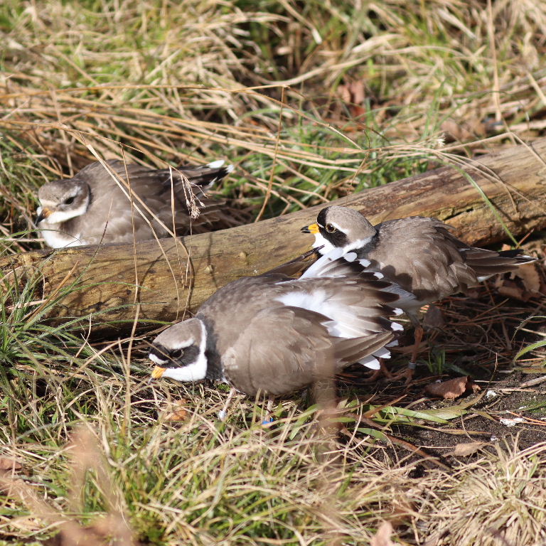 Ringed Plovers