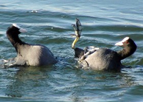 coots fighting