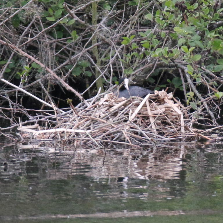 Coot on nest