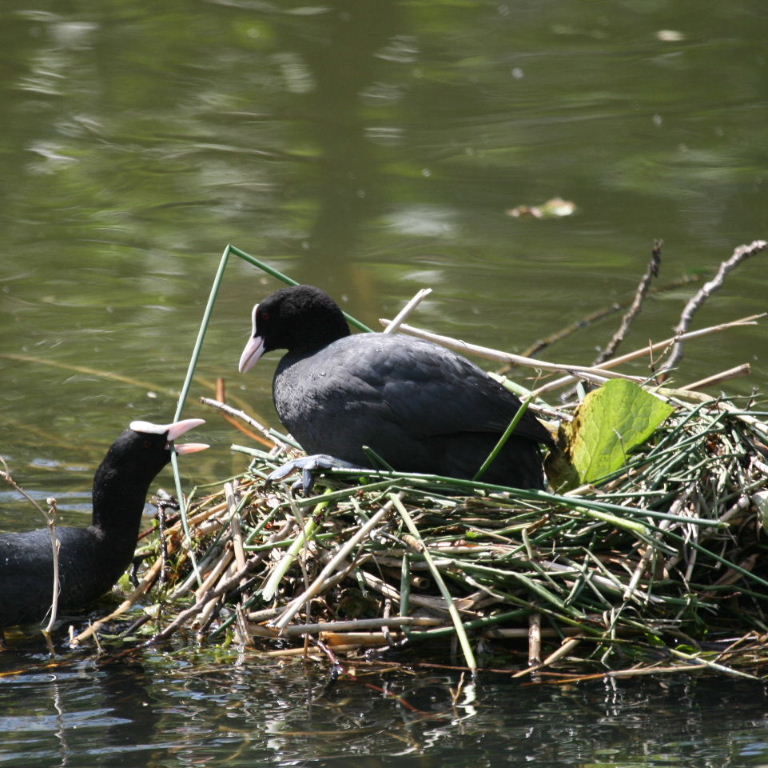 Coot on nest