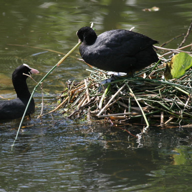 Coot on nest