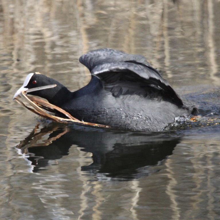 Coot