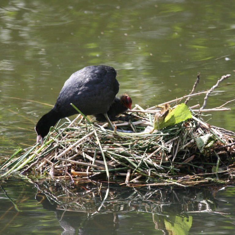 Coot on nest