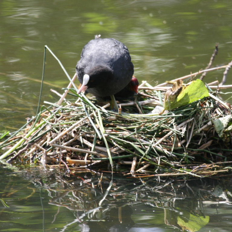 Coot on nest