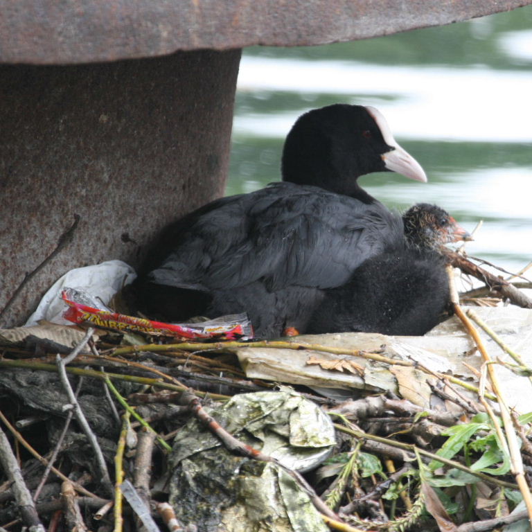 Coot on nest