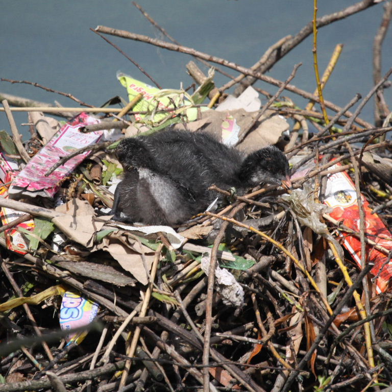 Coot nest