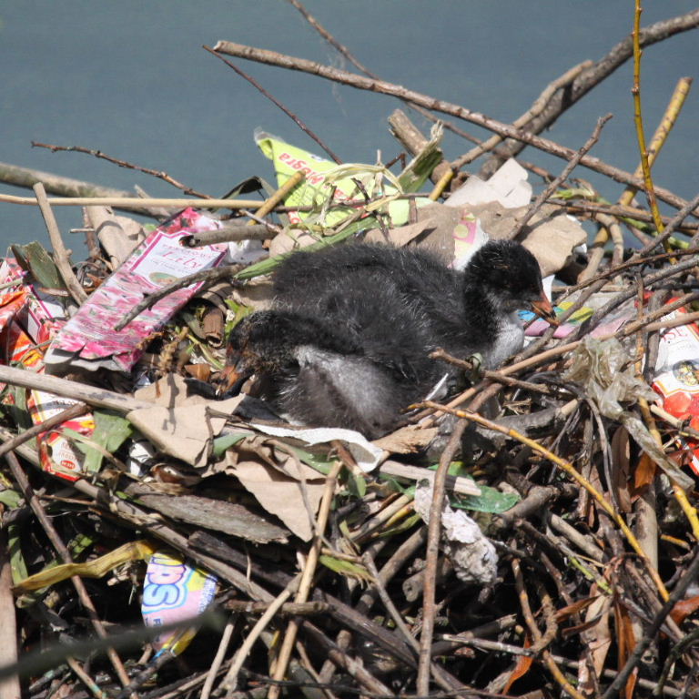 Coot nest