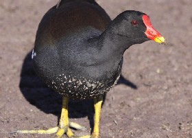 Moorhen